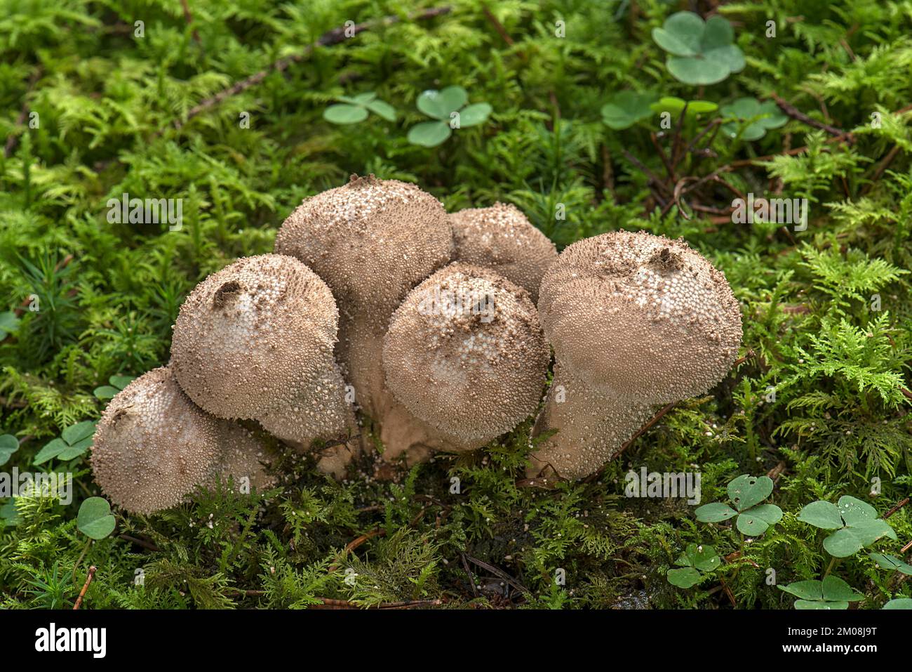 puffball (Lycoperdon (Syn. gemmatum) in mixed forest, Franconia, Bavaria, Germany, Stock Photo - Alamy