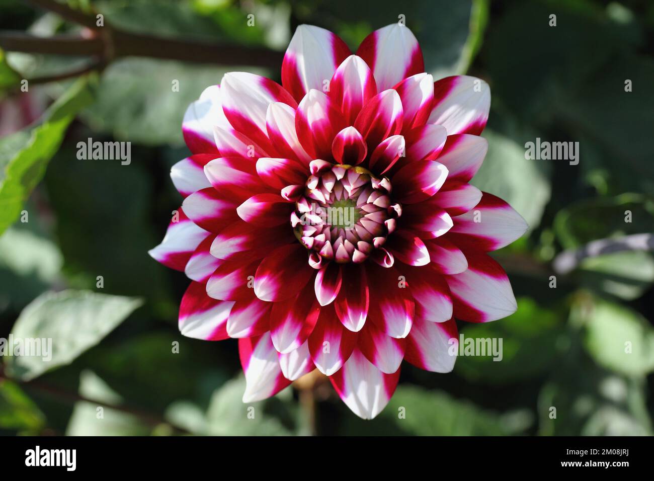 the-dahlia-dahlia-is-a-genus-of-flowering-plants-in-the-sunflower