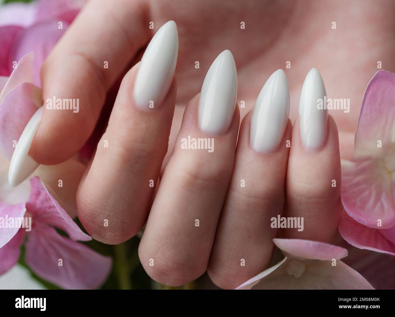 Beautiful hands of a young woman with white manicure on nails. Female hands holding a hydrangea flower Stock Photo