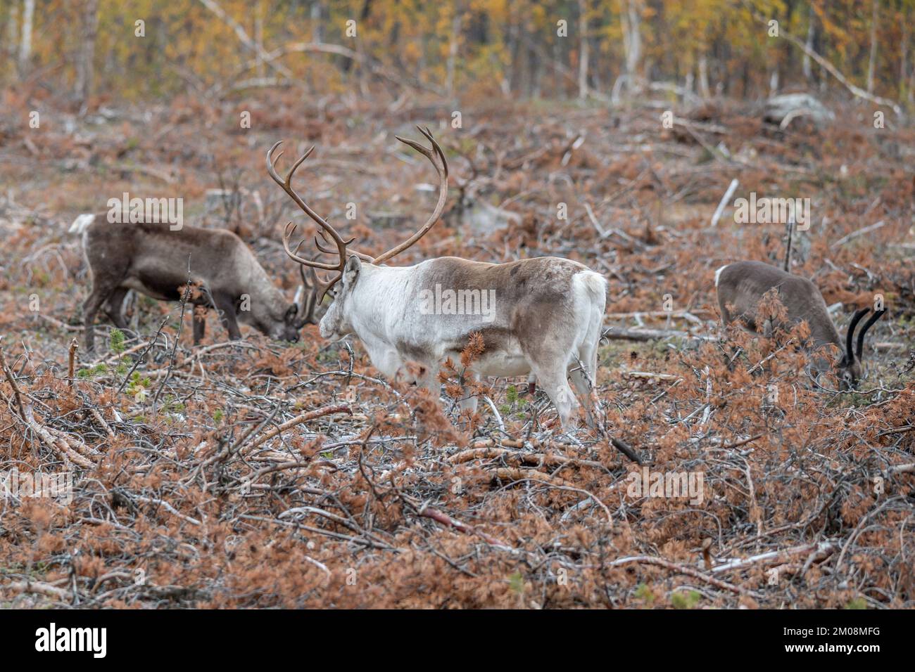 Reindeer Rangifer tarandus Herd and young calf spotted in northern part of Swedish Lappland Sweden jokkmokk. Stock Photo