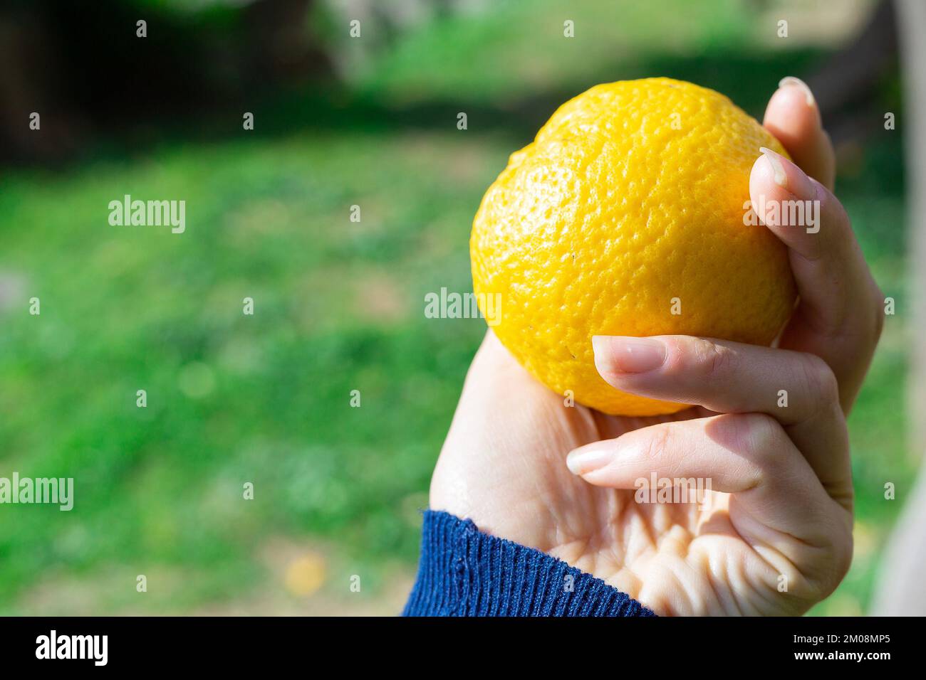 Woman holds in hand ripe orange fruit. Green grass background out of