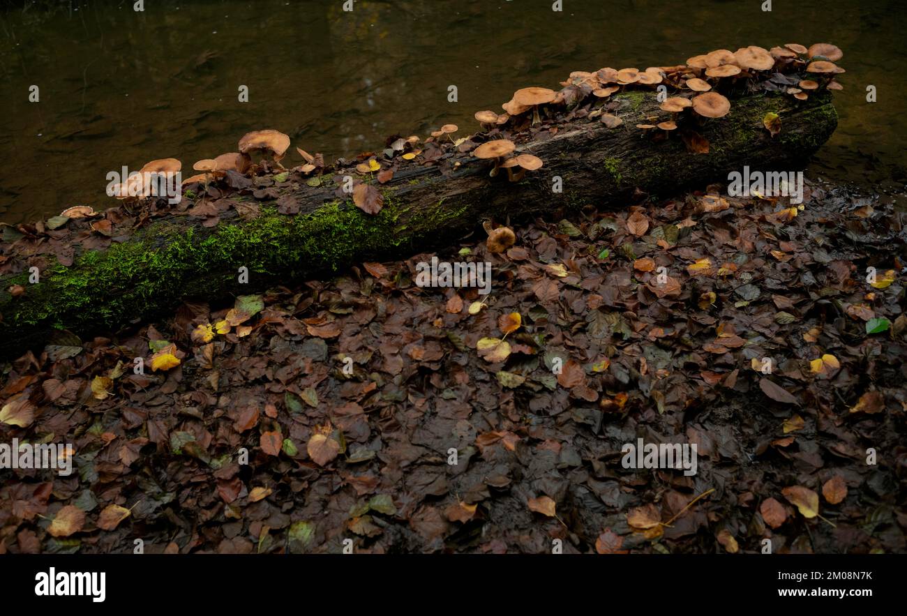 Fungal infestation, tree trunk in water, Wieslauf, Wieslaufschlucht, Rudersberg, Swabian Forest, Baden-Württemberg, Germany, Europe Stock Photo
