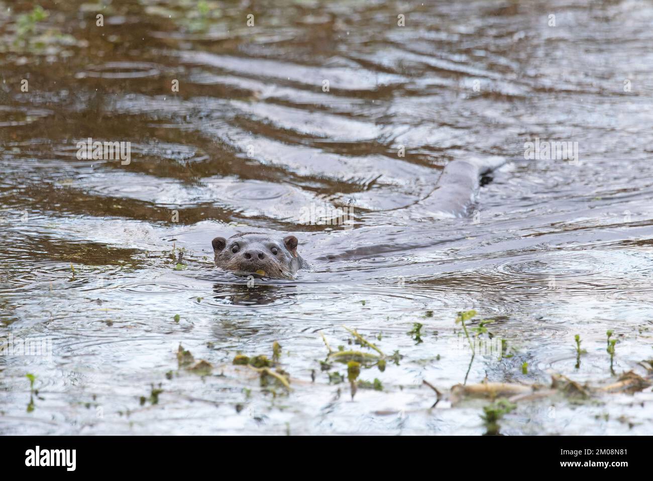 Common Otter (Lutra lutra) Norfolk GB UK December 2022 Stock Photo
