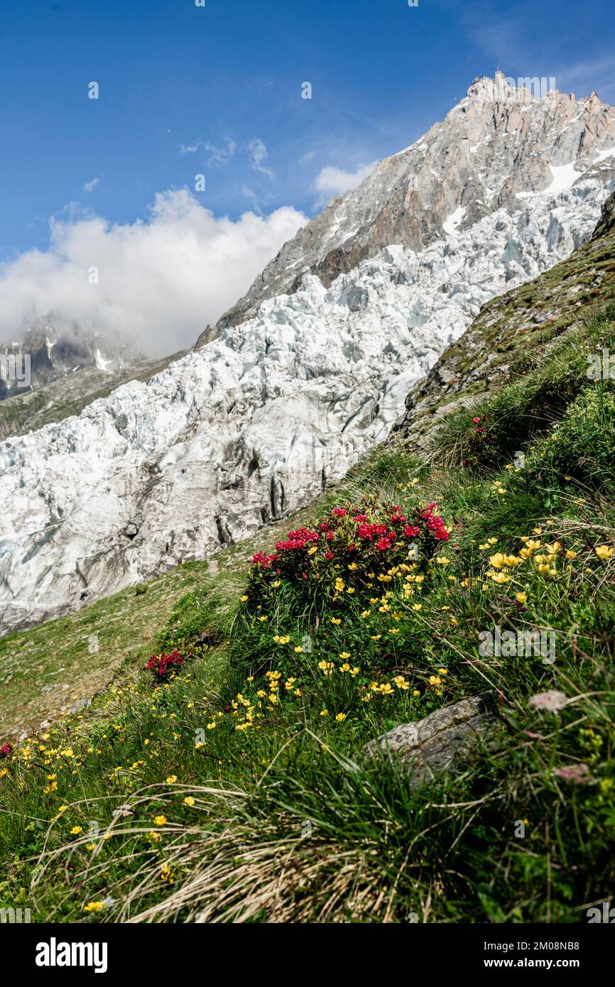 Alpine flowers in front of glacier Glacier des Bossons, behind summit of Aiguille du Midi, Chamonix, Haute-Savoie, France, Europe Stock Photo