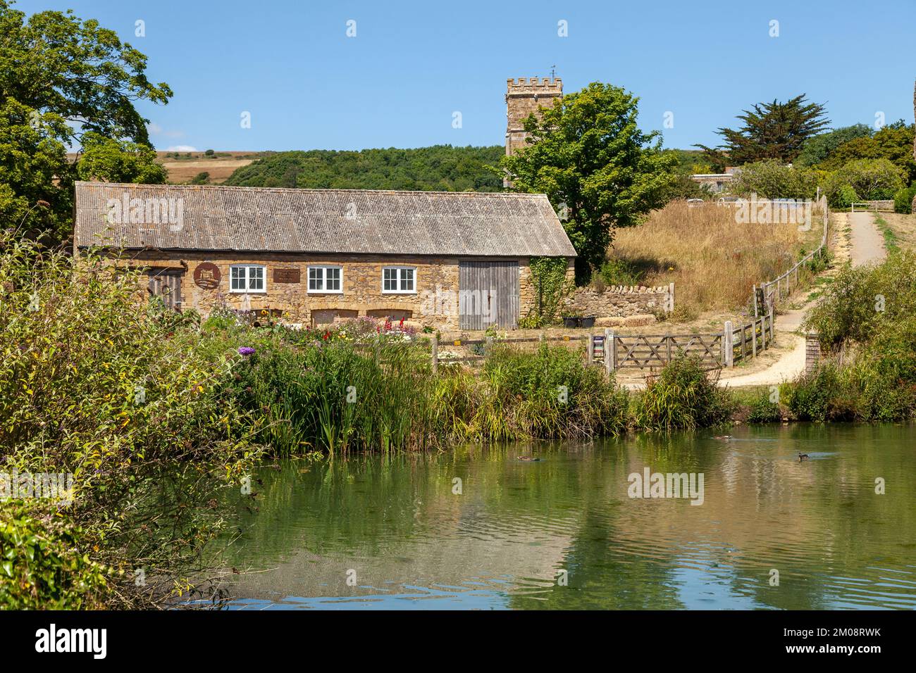 Abbey Farm Flowers by the pond in Abbotsbury , Dorset Stock Photo