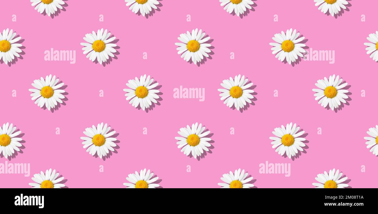 White daisy flowers on pink background. Seamless floral pattern Stock ...