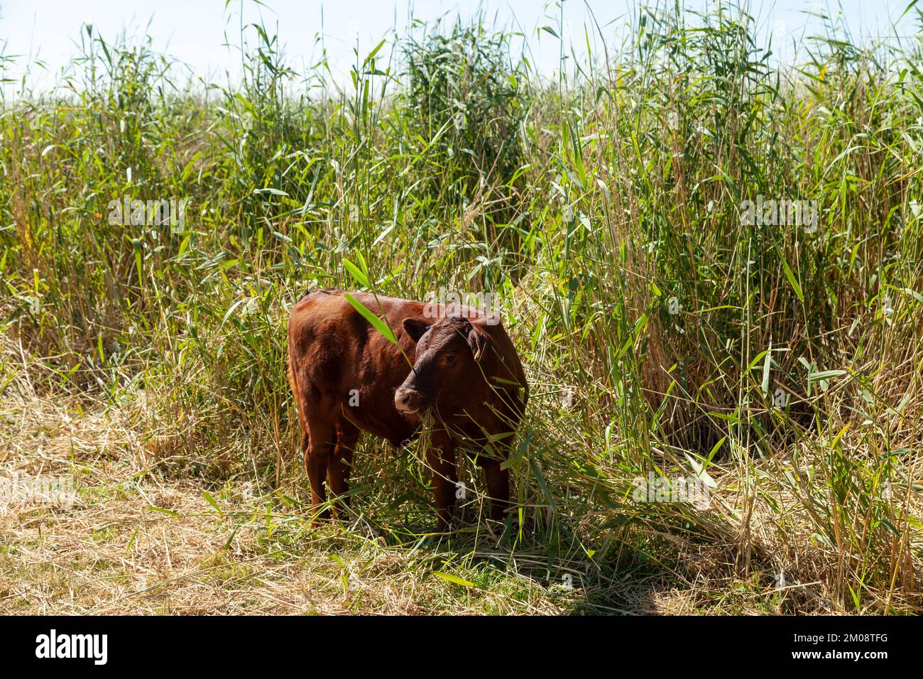 A cow on the South West Coast Path grazing on tall reeds Stock Photo