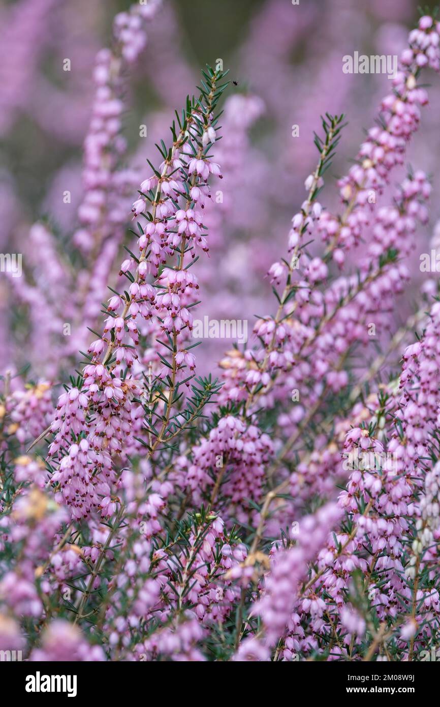 Erica x darleyensis George Rendall, Heath George Rendall, pale pink flowers, early spring Stock Photo