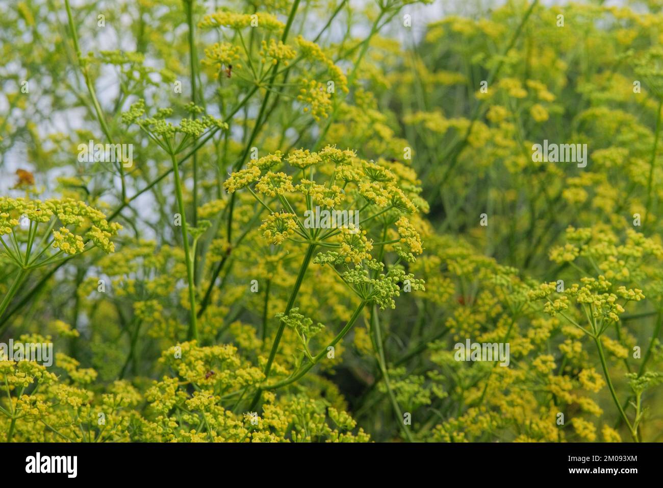 Anise. Gentle summer flowers on blurred background of green grass. Stock Photo
