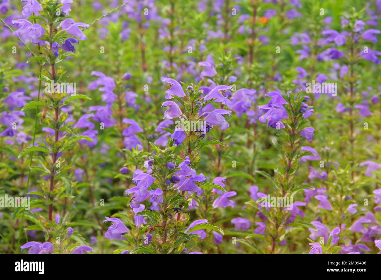 Melissa grown in a rustic farm garden. Melissa flowers in farming and harvesting. Purple flowers into the farmland. Stock Photo