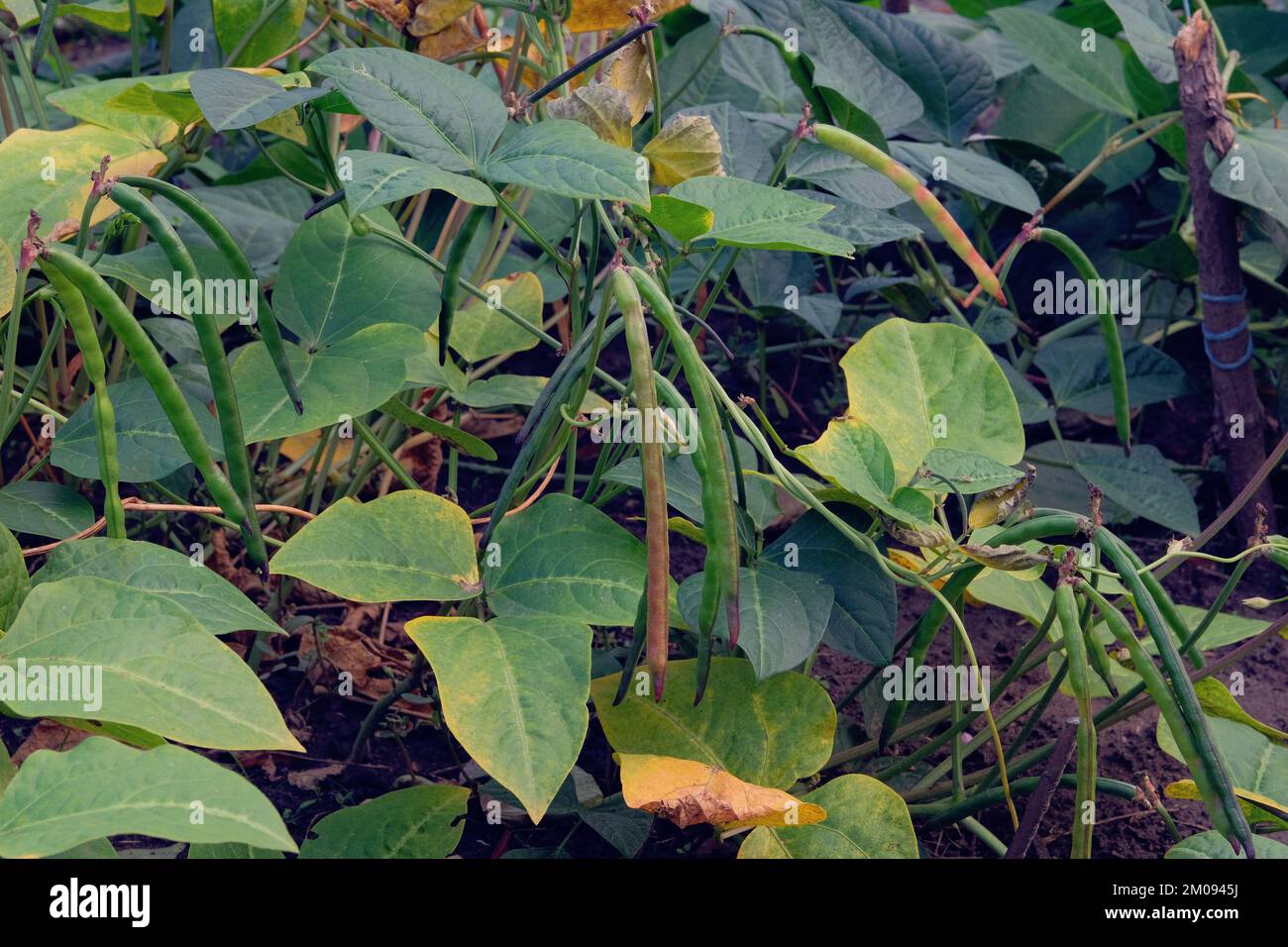 Beans is growing in rustic garden. Bed in the garden. Organic