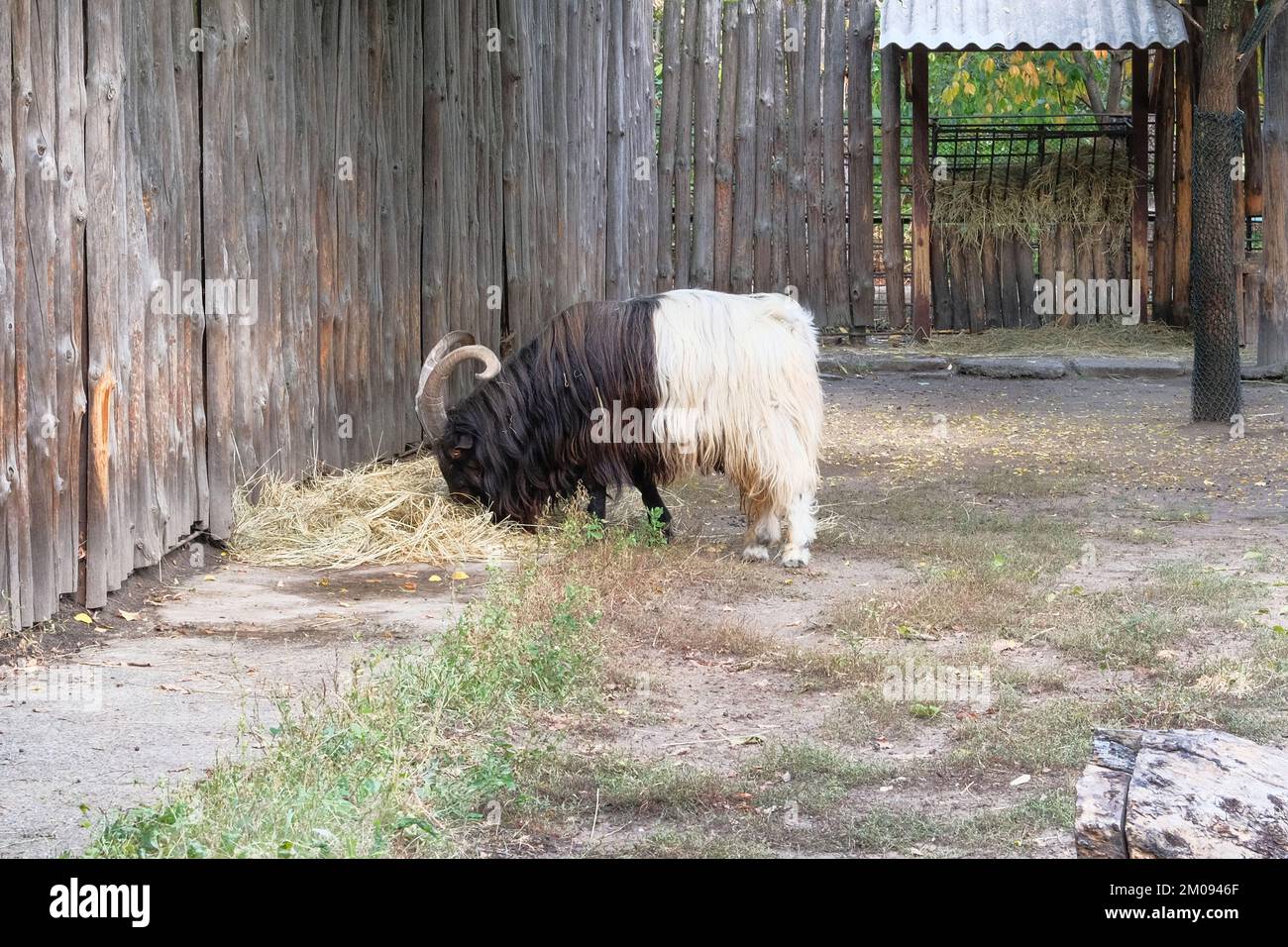 Goat eat hay at the zoo. Keeping wild animals in zoological parks Stock