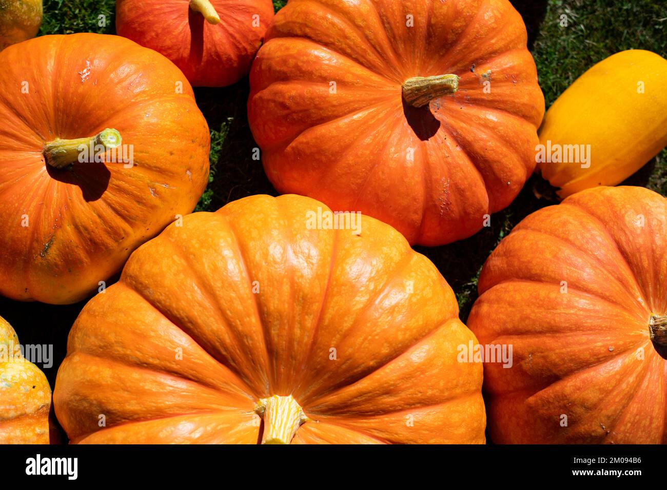 Pumpkin Is Ripe A closeup of a heap of ripe pumpkins. Harvest season Stock Photo - Alamy