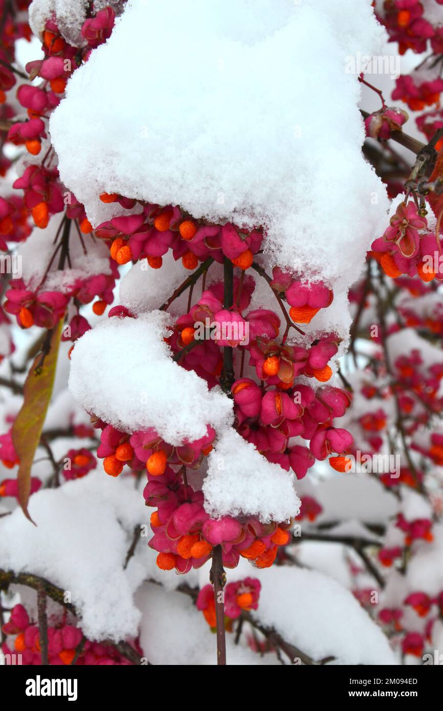A vertical closeup of the European spindle, Euonymus europaeus covered with snow. Stock Photo