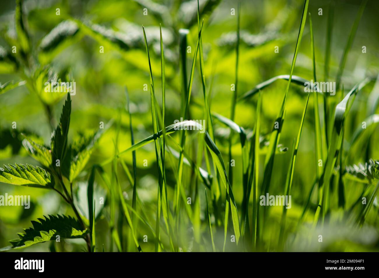 A closeup of the green grass in the meadow Stock Photo - Alamy