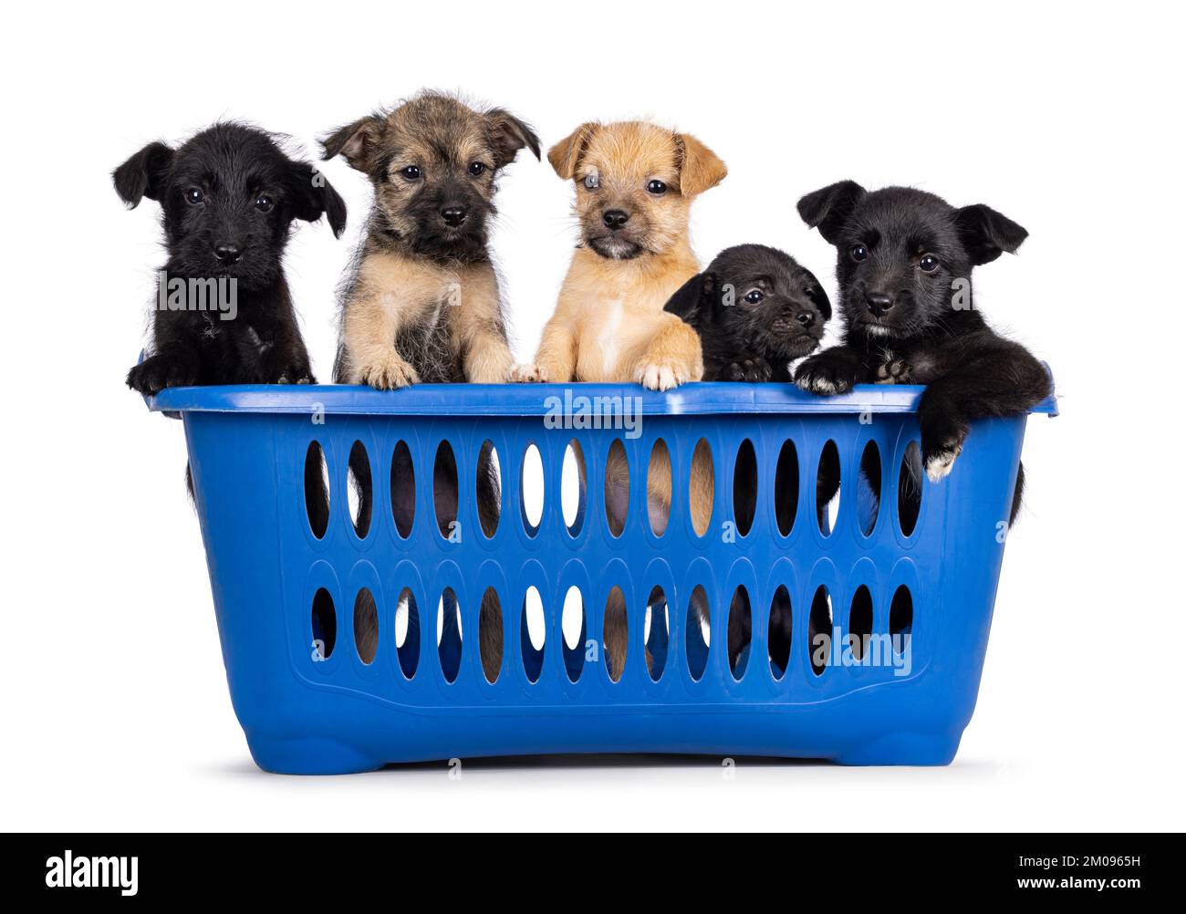 English Mastiff Laundry Basket - Brindle English Mastiff Laundry Basket - Brindle