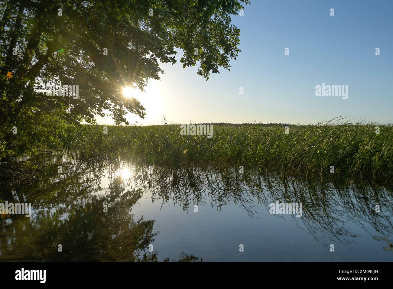 Sonnenuntergang, Schilf, Uferzone, Labussee, Mecklenburg-Vorpommern, Deutschland Stock Photo