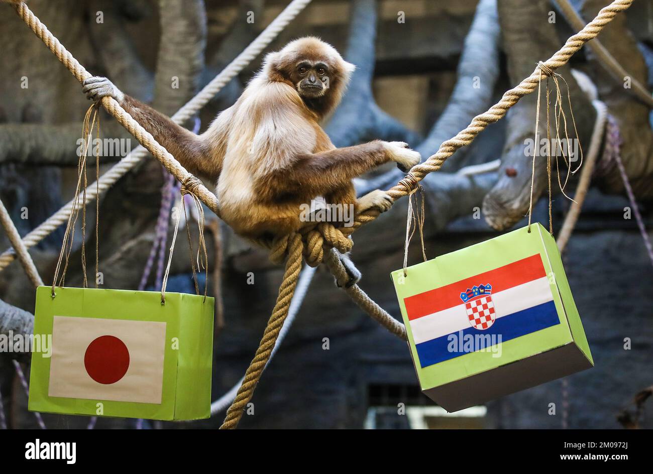 Zagreb, Croatia. 05th Dec, 2022. Gibbon Kent at the ZOO in Zagreb predicted Croatia's victory in the match against Japan at the FIFA World Cup in Zagreb, Croatia on December 5, 2022. Photo: Slavko Midzor/PIXSELL Credit: Pixsell/Alamy Live News Credit: Pixsell/Alamy Live News Stock Photo
