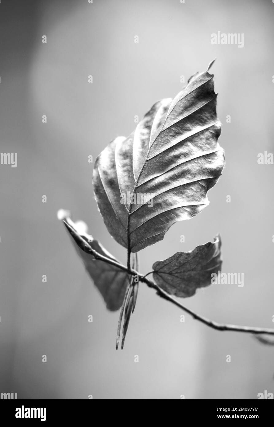 isolated beech leaf Stock Photo