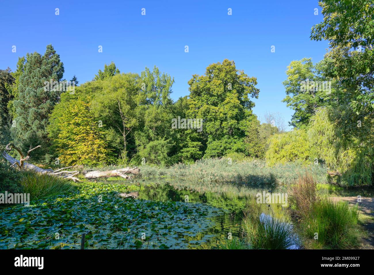 Weiher, Alter Botanischer Garten, Marburg, Hessen, Deutschland Stock
