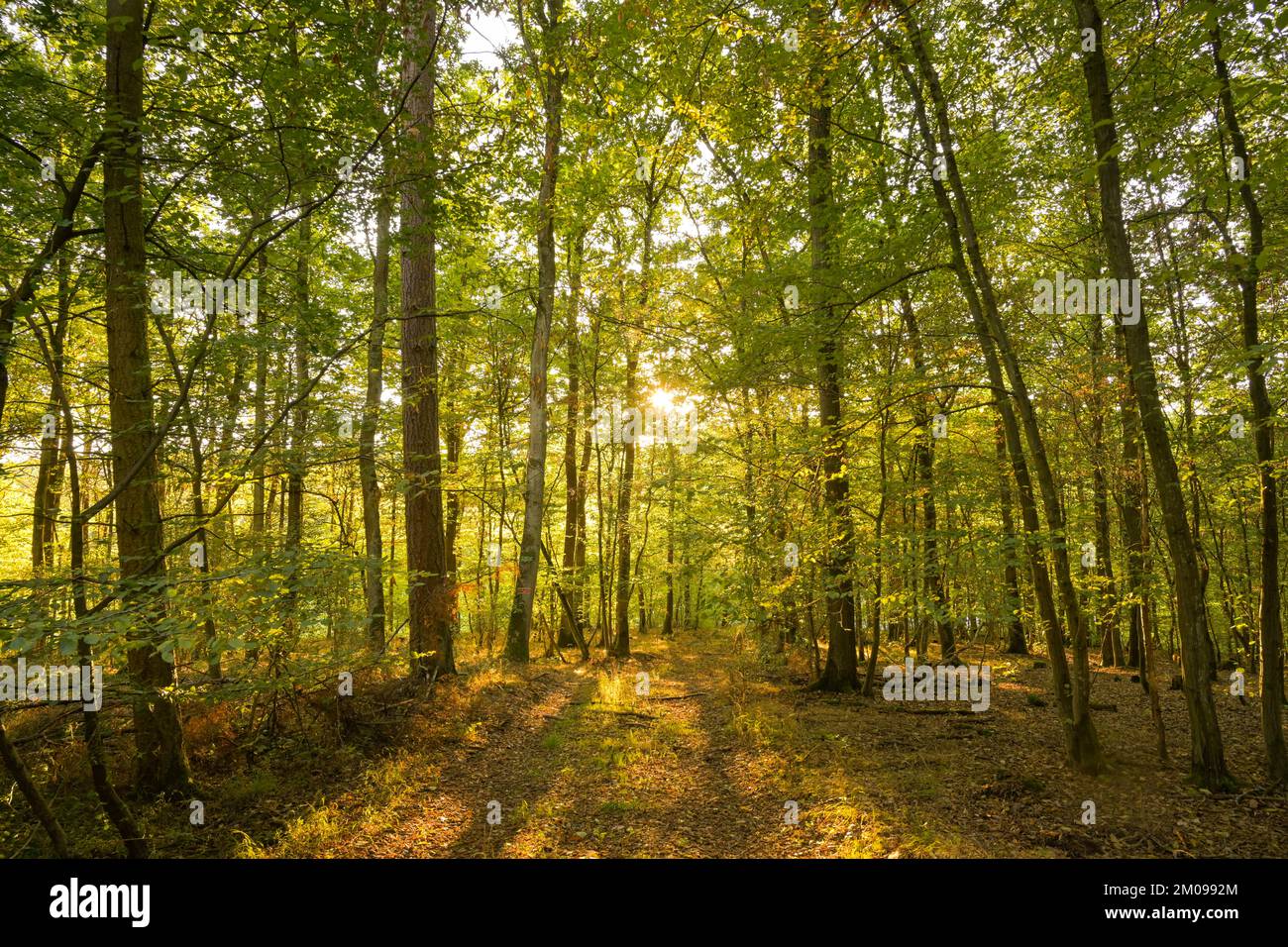 Herbstlicher Wald, Marburger Bergland, Hessen, Deutschland Stock Photo