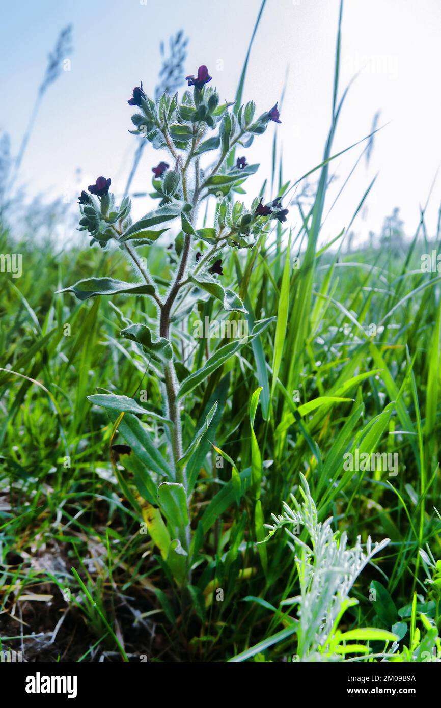 Xeropolum, steppe community. Graminaceous plants (Gramineae) and Monkswort (Nonea pulla) borage family (Boraginaceae) on a long-term field wasteland i Stock Photo