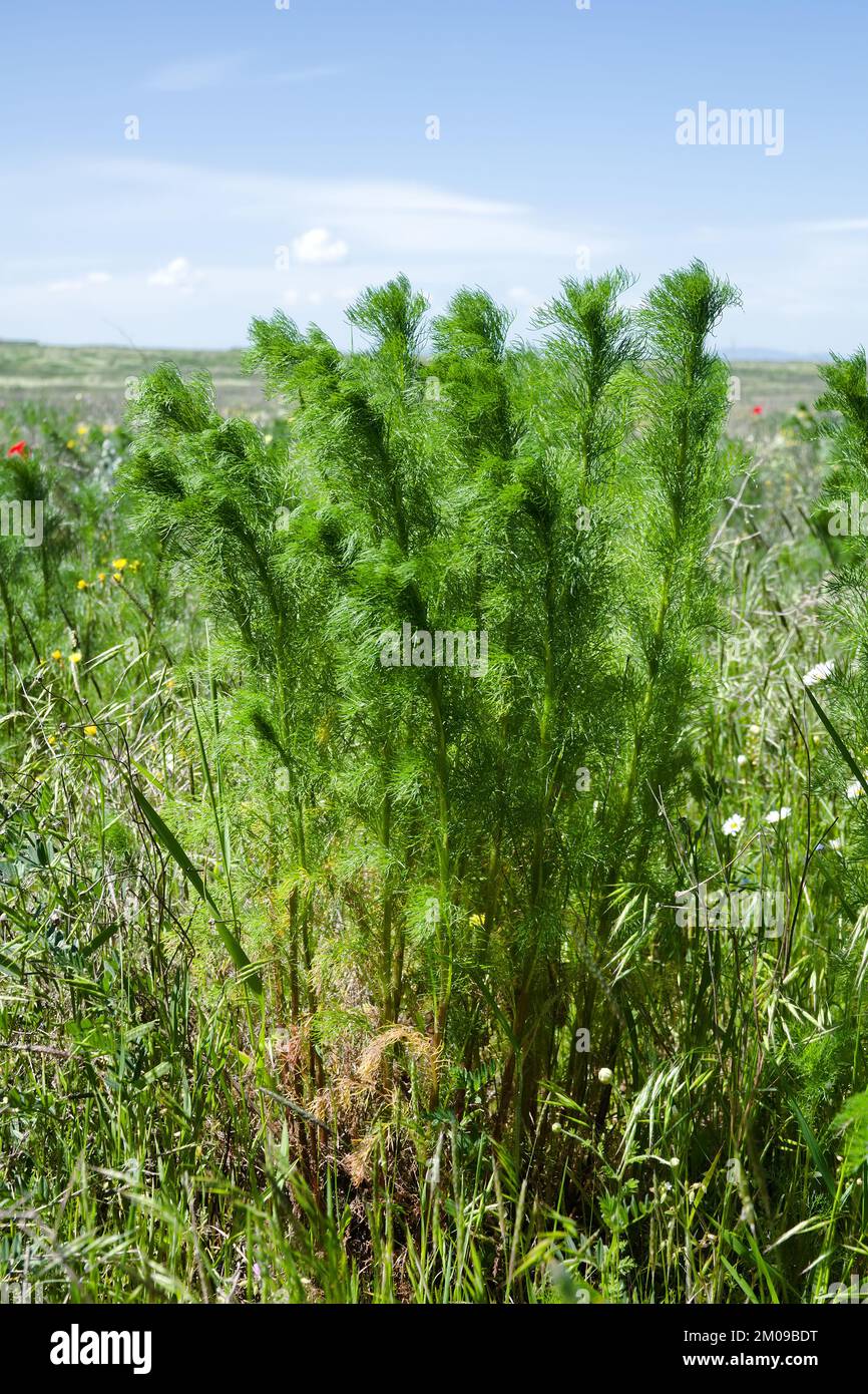Spring Asparagus officinalis ??? verticillatus, steppe vegetation. North Black Sea region. Asparagus sprouts are a delicacy Stock Photo