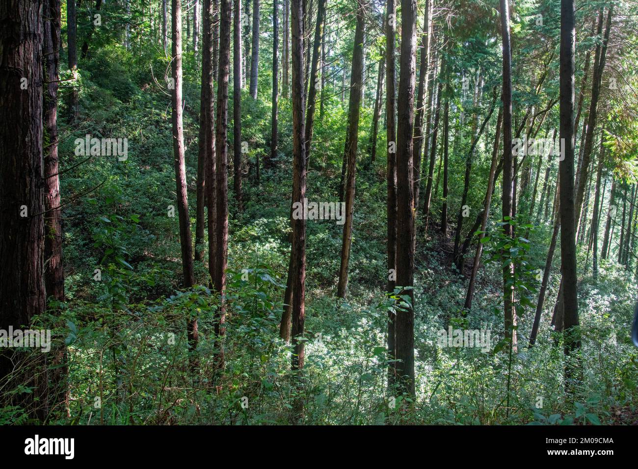 Beautiful shot lush forest hi-res stock photography and images - Alamy