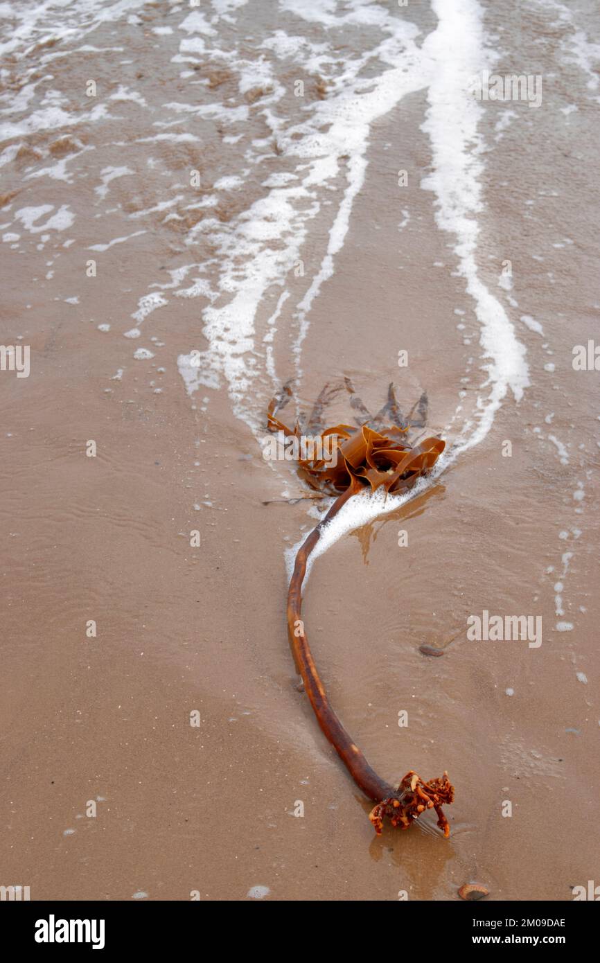 Seaweed or kelp Laminariales on a sand beach with sea foam Stock Photo
