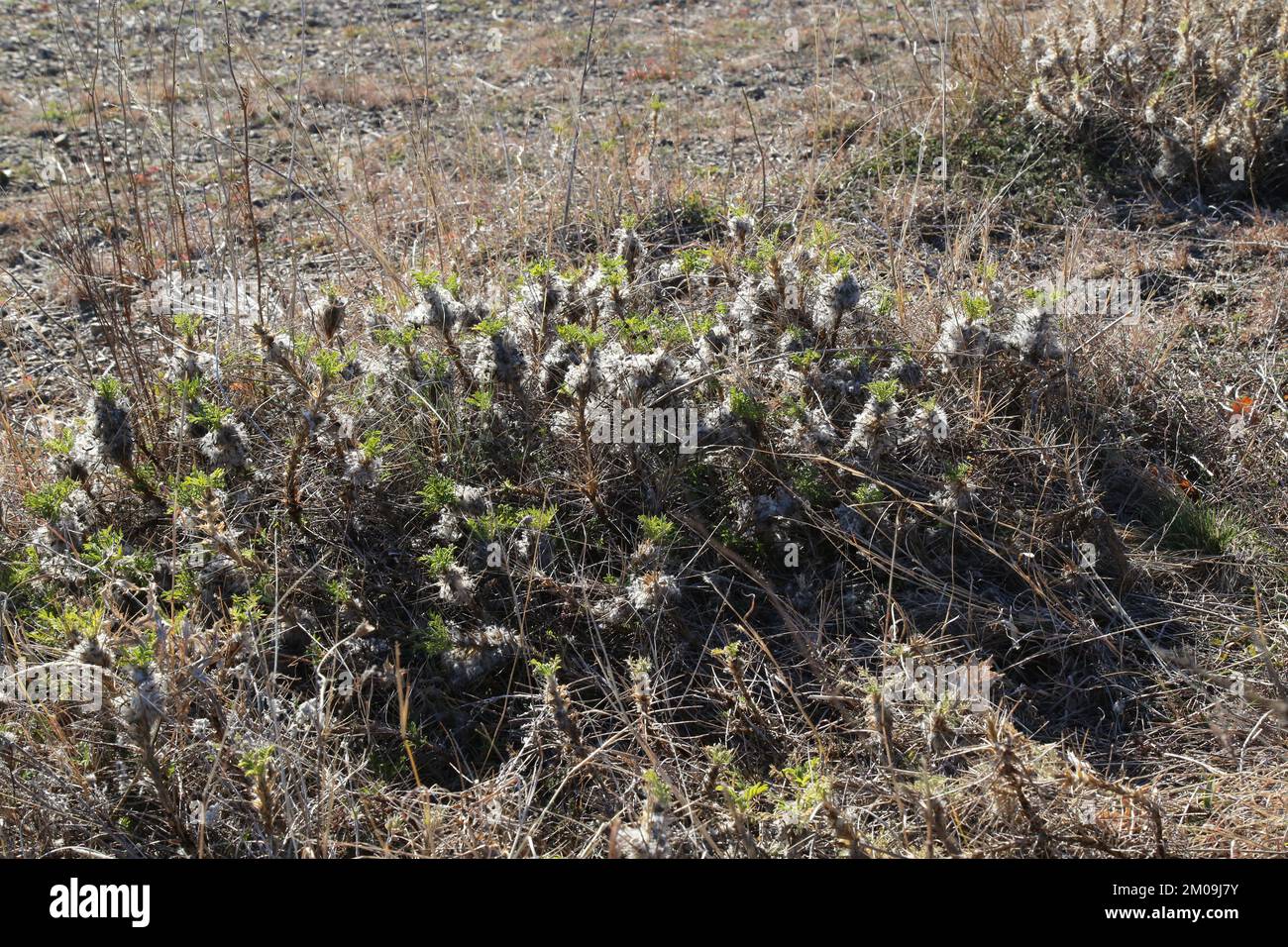 Astracantha thracica, Fabaceae. Wild plant, taken in winter Stock Photo