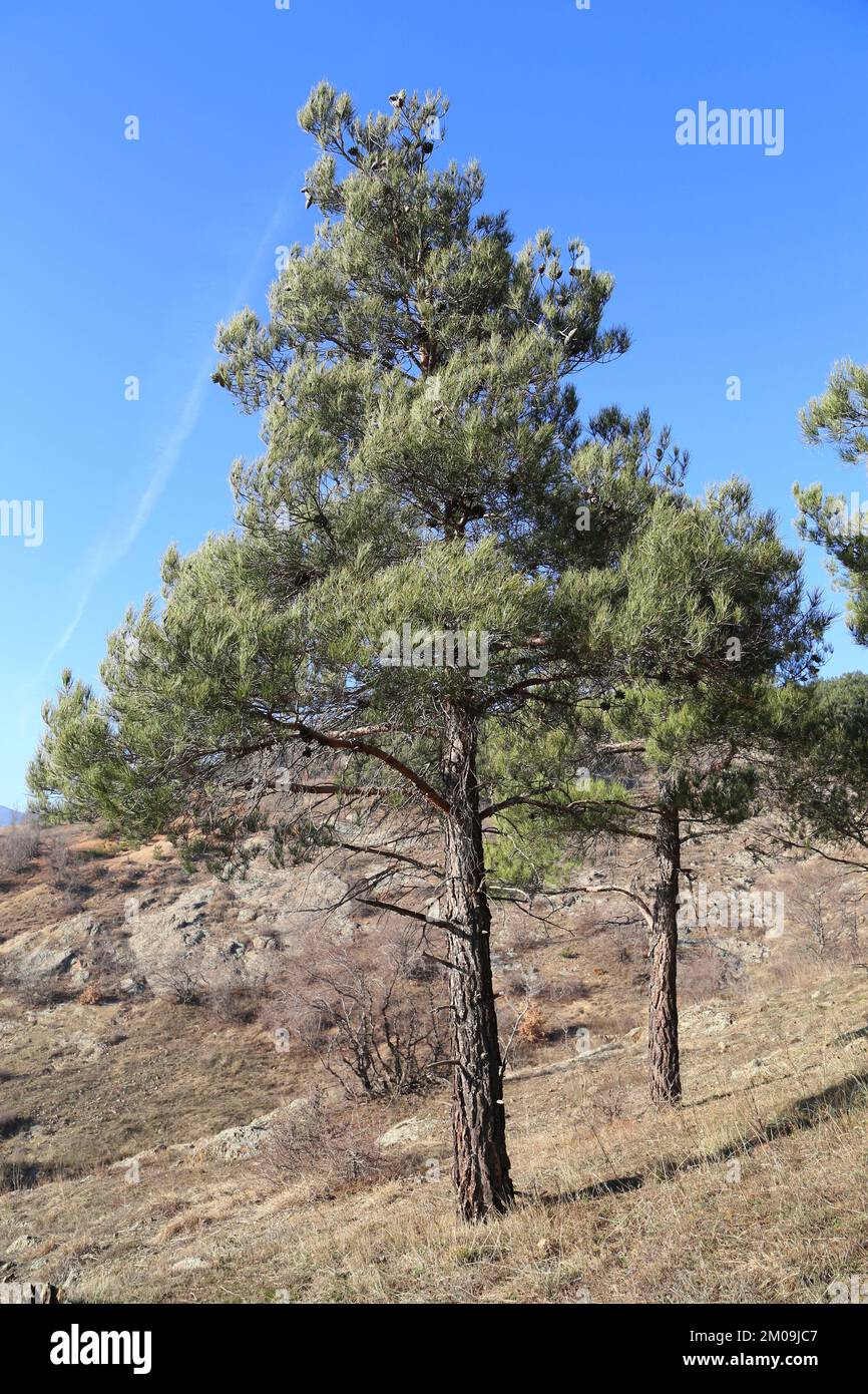 Pinus brutia, Calabrian pine, Pinaceae. Wild plant, taken in winter. Stock Photo