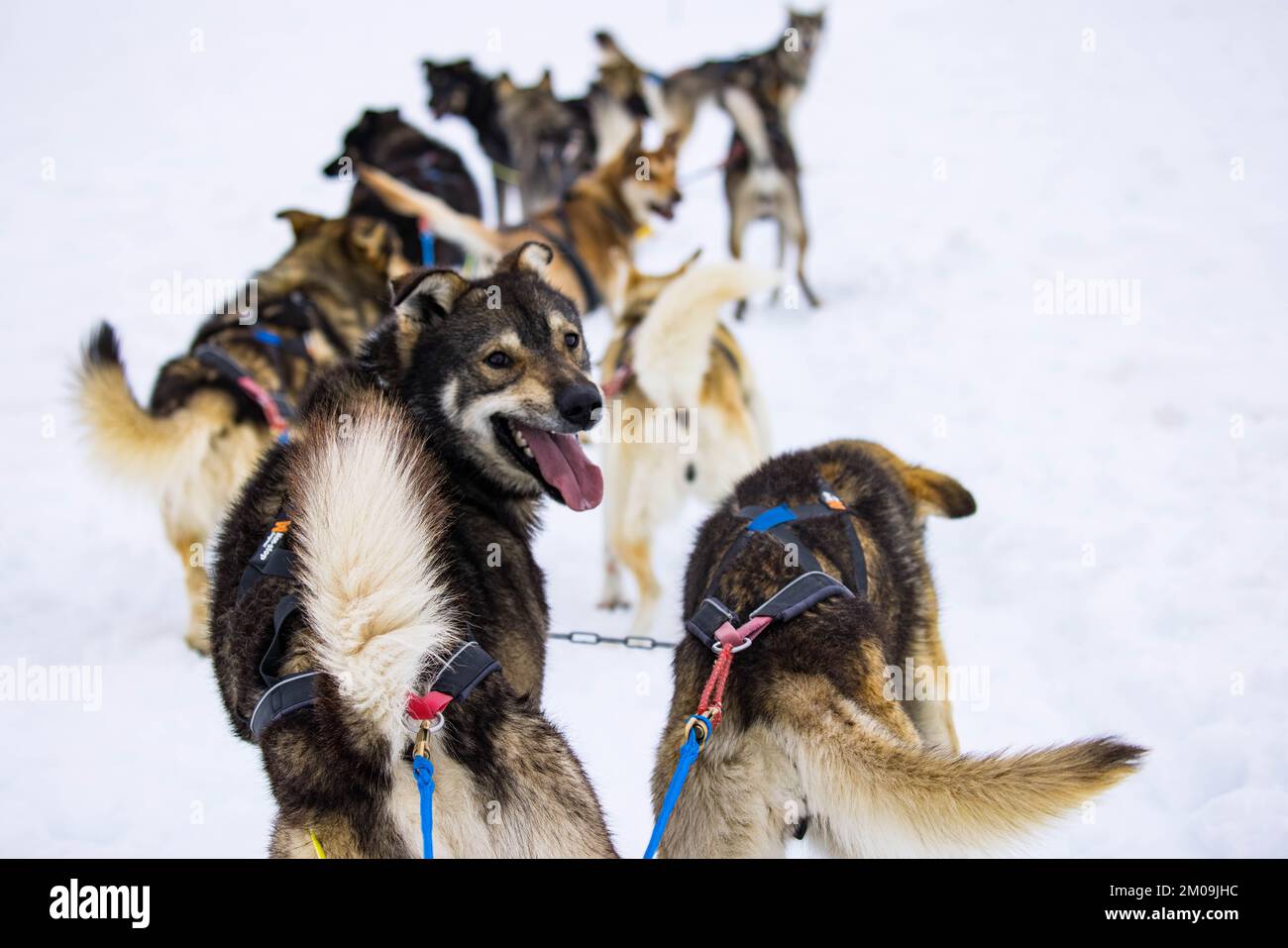 Alaska sled dog on white hi-res stock photography and images - Alamy