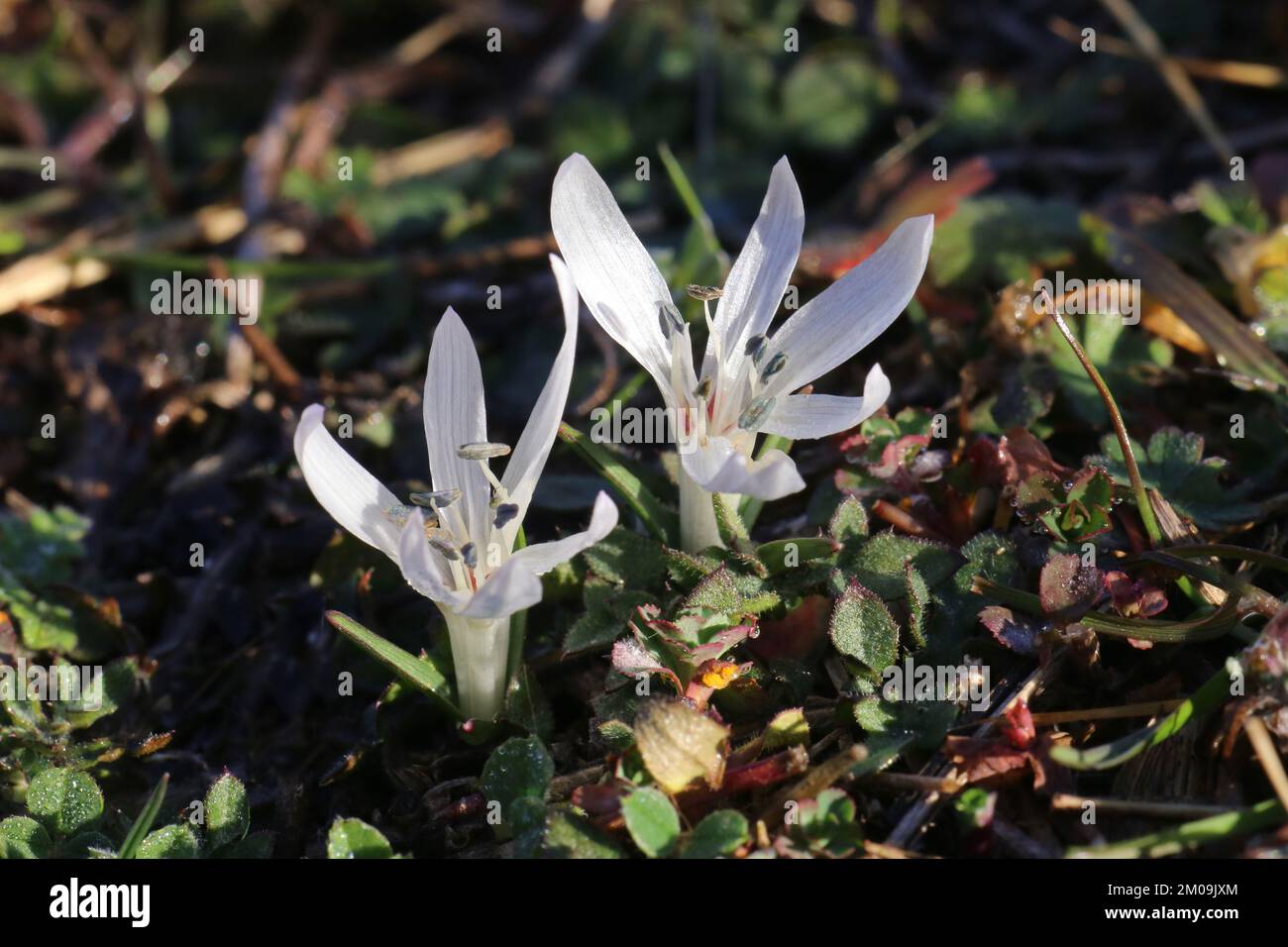 Colchicum atticum, Merendera attica, Colchicaceae. Wild plant, taken in winter. Stock Photo