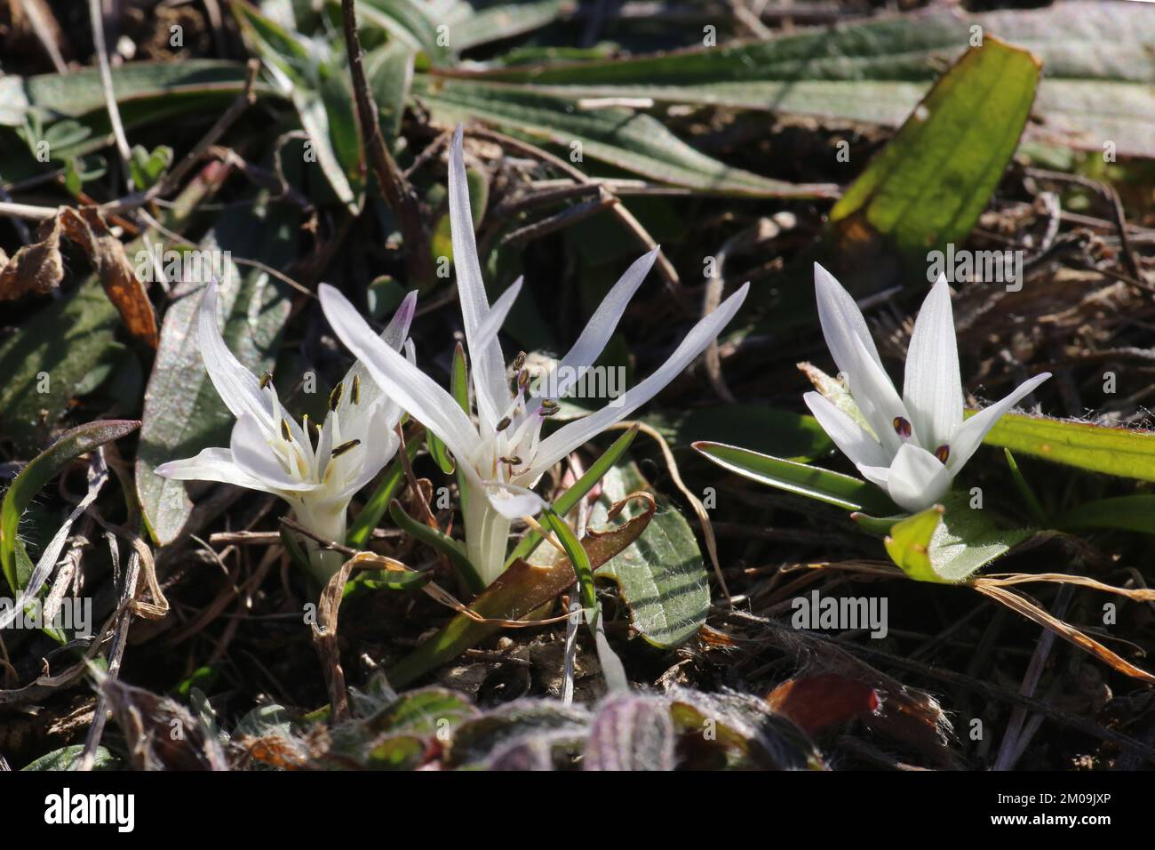 Colchicum atticum, Merendera attica, Colchicaceae. Wild plant, taken in winter. Stock Photo