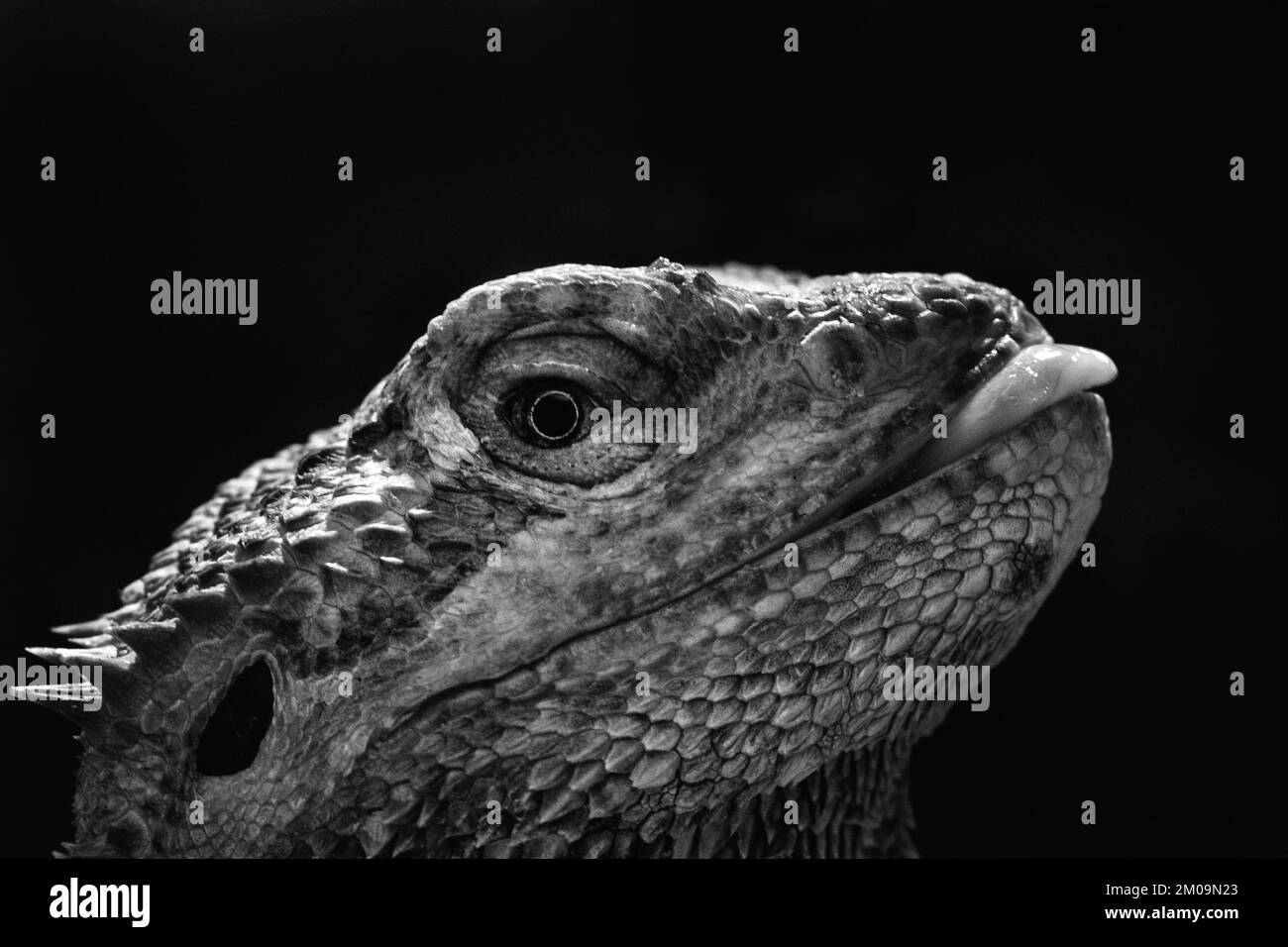 black and white close up of a bearded dragon sticking its tongue out Stock Photo