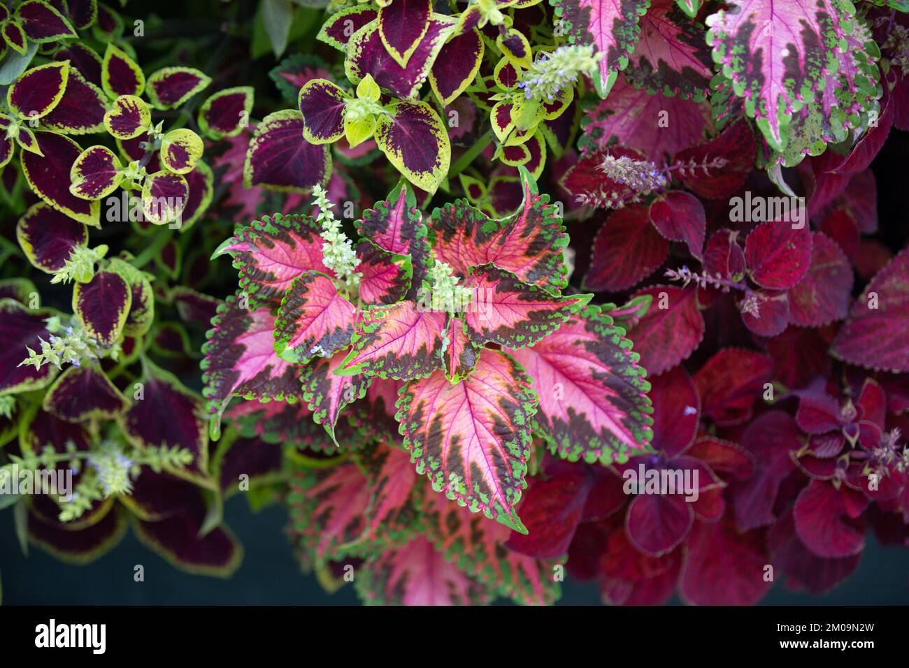 A closeup of pink and purple Wizard Series Rose Coleus Stock Photo
