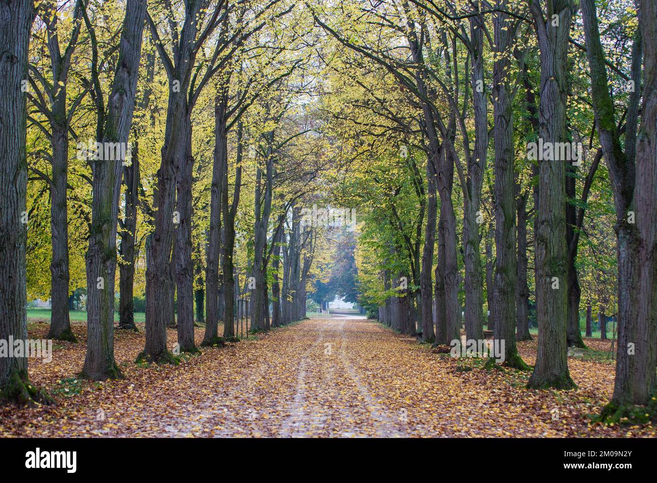 Alley between trees colorful hi-res stock photography and images - Alamy