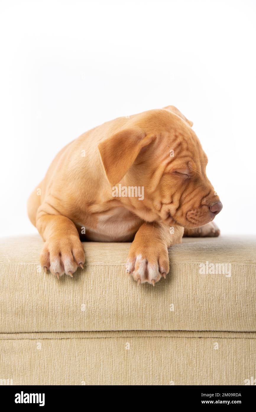 red pitbull puppy lying down and napping on the sofa Stock Photo