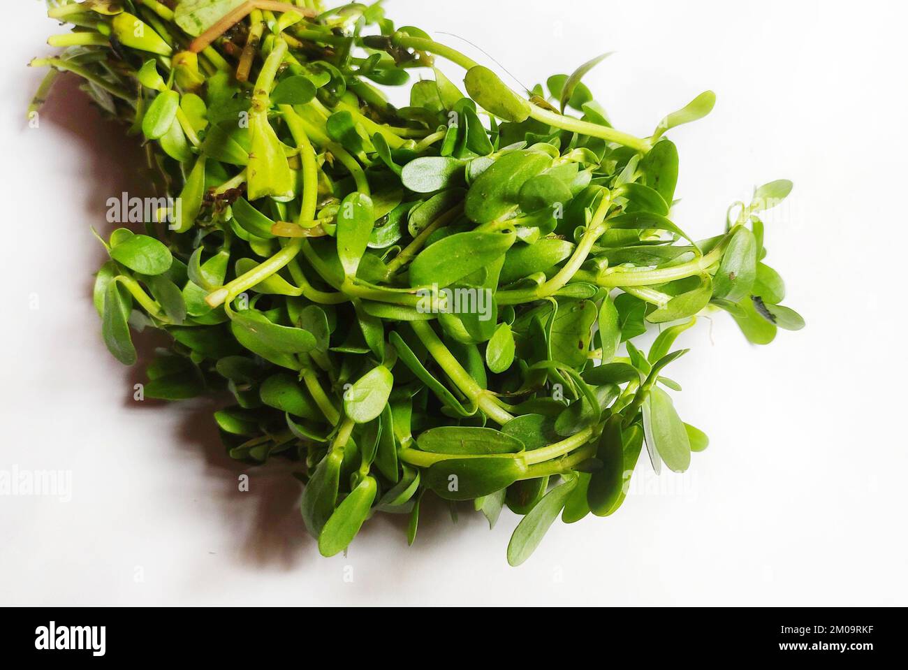 Leafy vegetable- Water hyssop or Indian pennywort. In India, it is known as Brahmi and consumed as vegetable. In Stock Photo