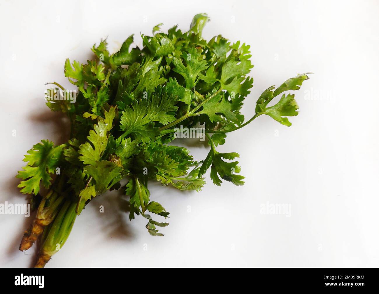 Coriander is also called cilantro or Chinese parsley, feathery annual