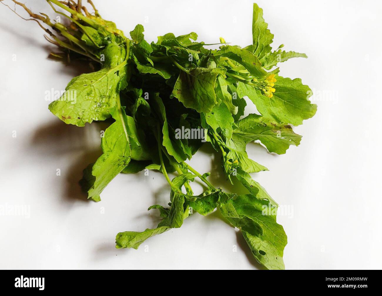 Leafy vegetable Oil seed Mustard plant.The leaves, seeds, and stems