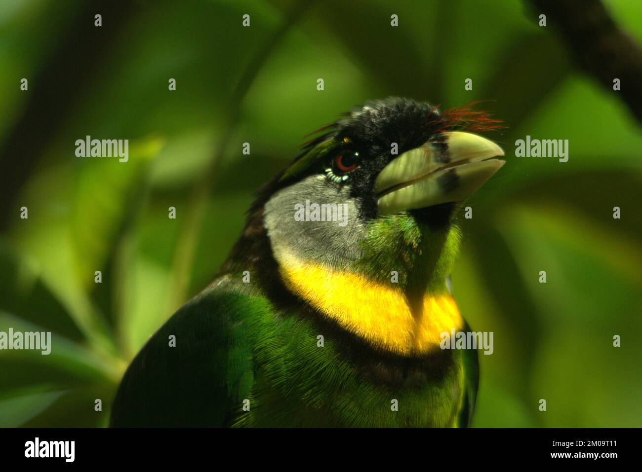 A closeup shot of a beautiful green Fire-tufted barbet surrounded by green leaves Stock Photo