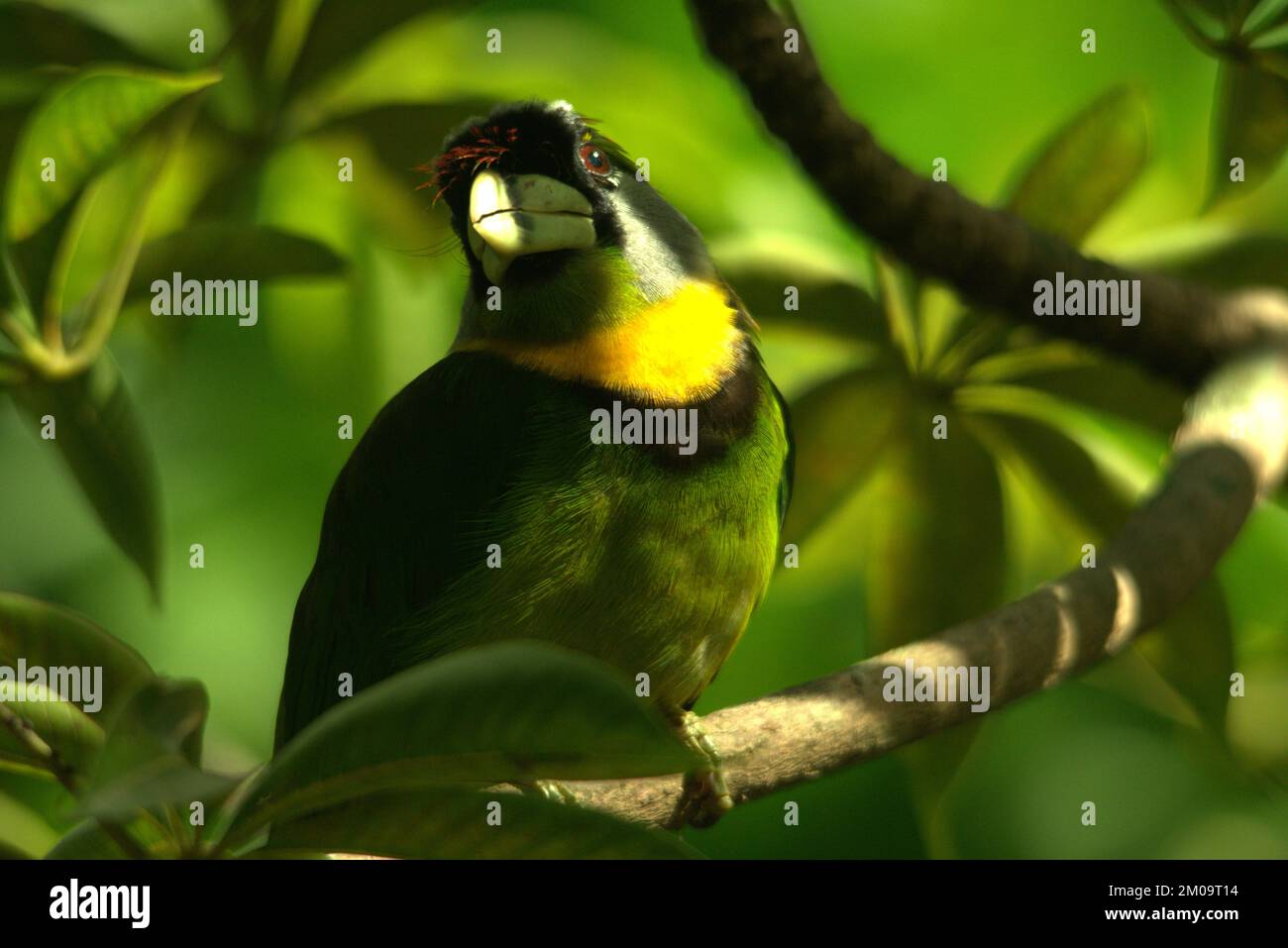 A closeup shot of a beautiful green Fire-tufted barbet surrounded by green leaves Stock Photo