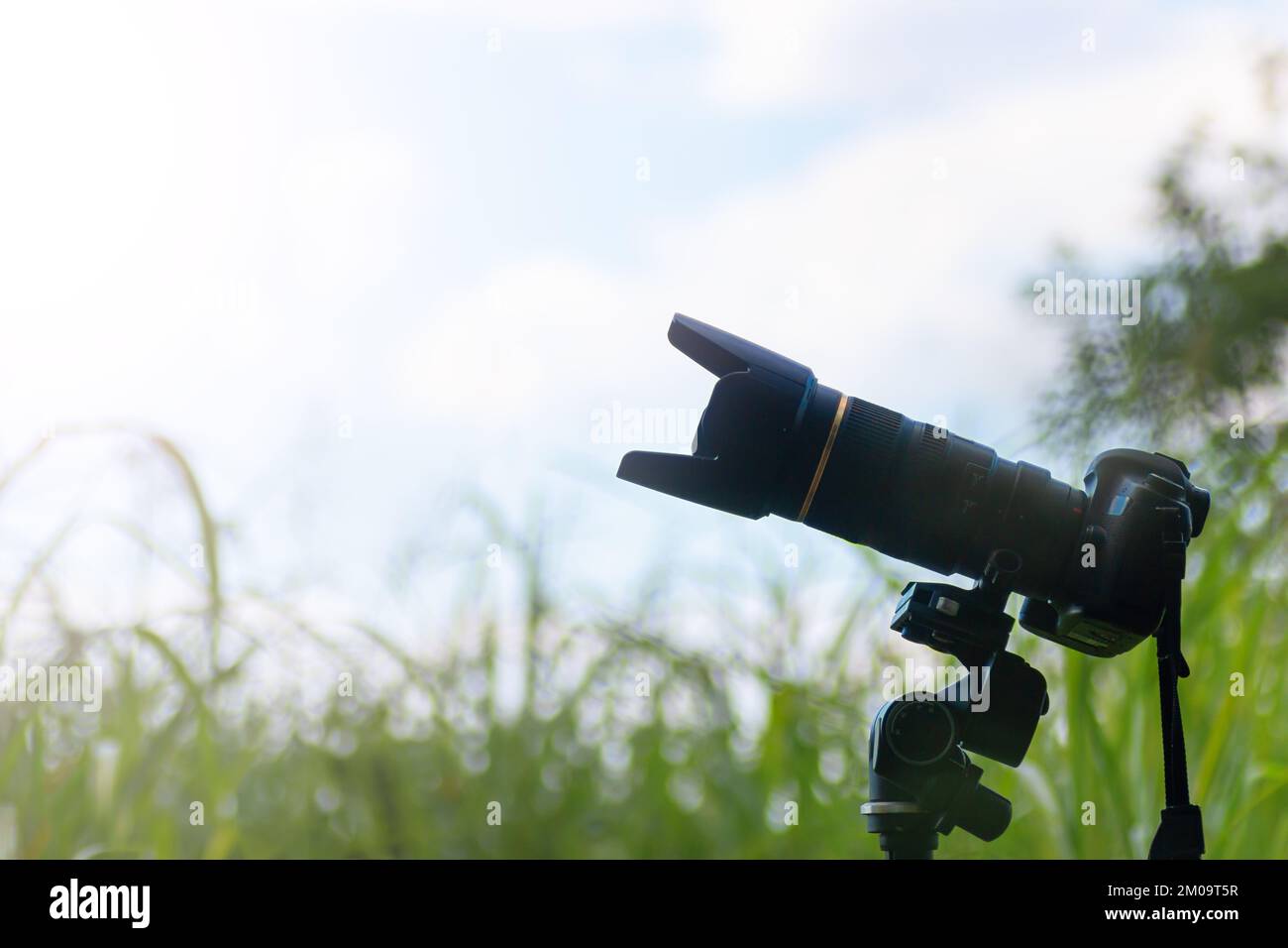 Bird photography camera focusing. wildlife photo shoot Stock Photo