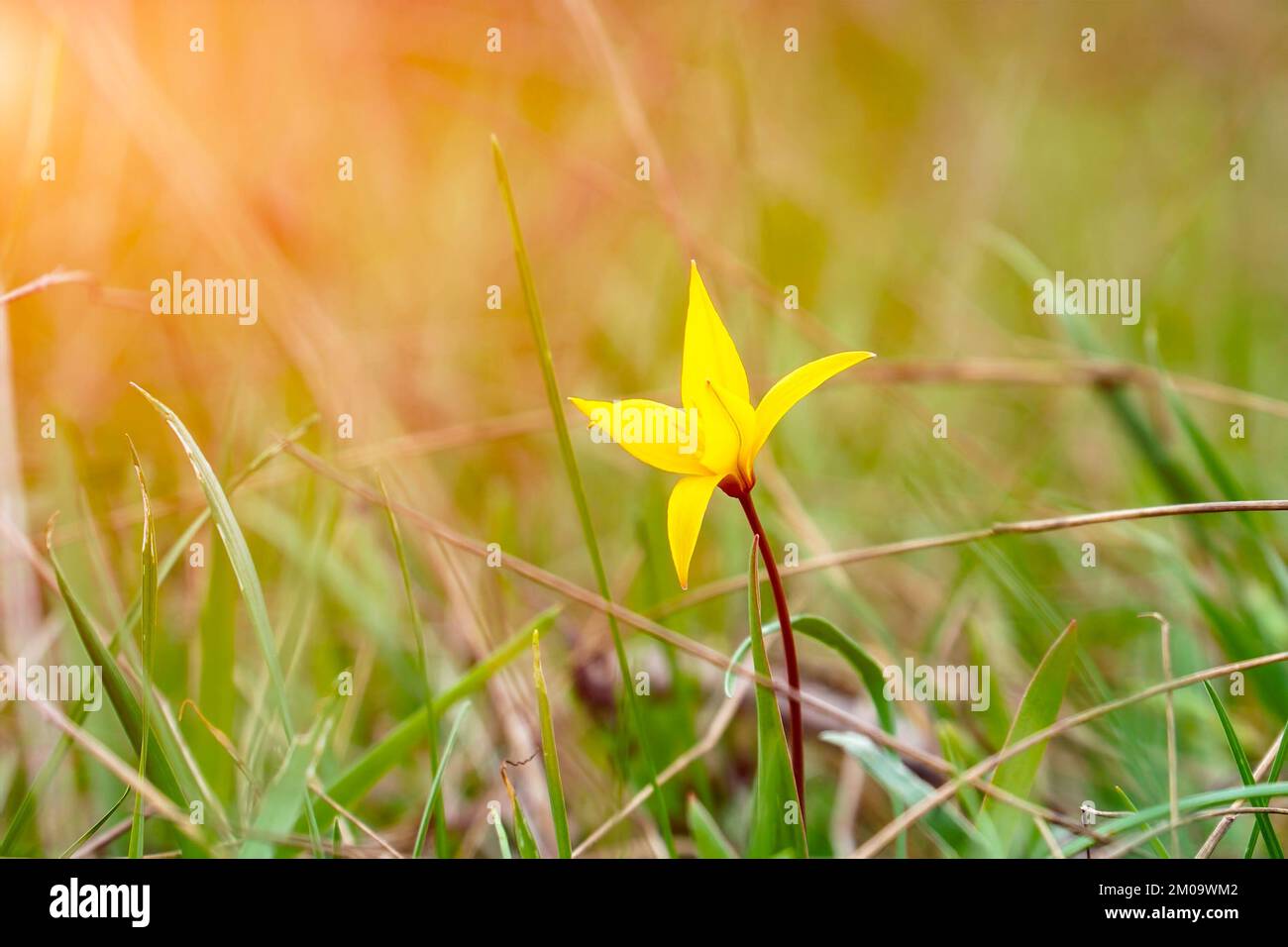 A yellow wild tulip in a green meadow in sunlight Stock Photo