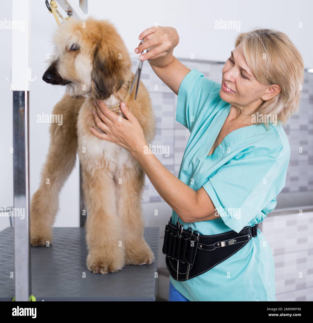 woman hairdresser cuts Afghan puppy Shepherd in beauty salon for animals Stock Photo