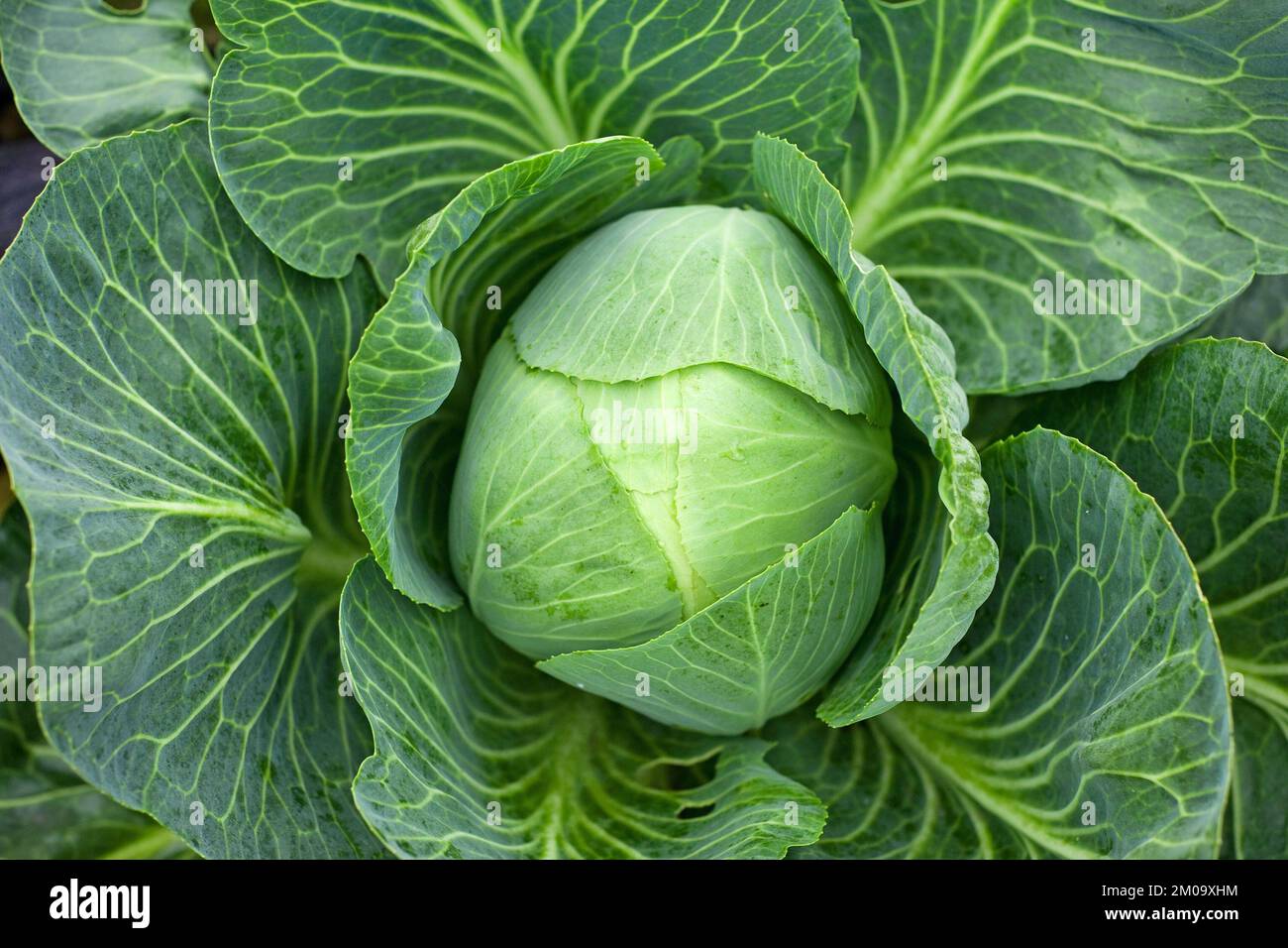 Large cabbage crop example Stock Photo Alamy