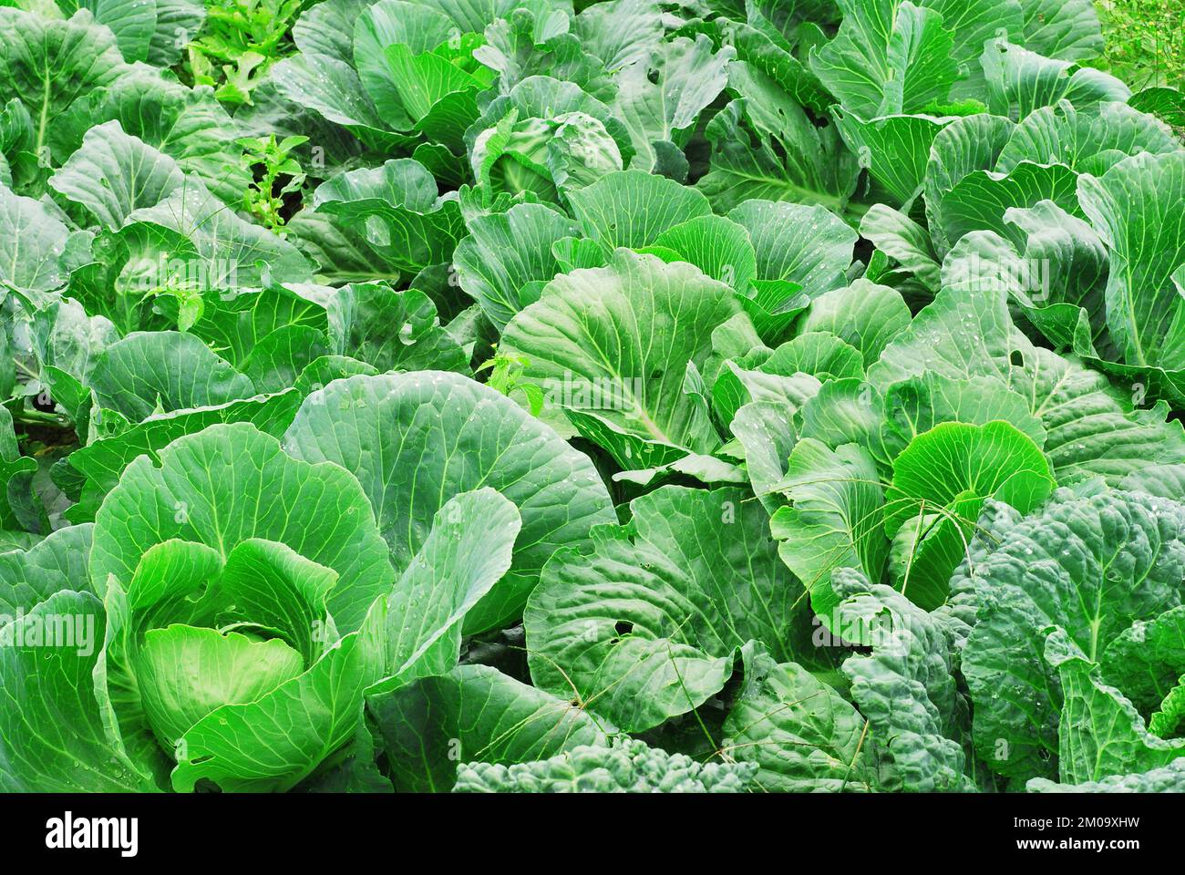 Large cabbage crop example Stock Photo Alamy