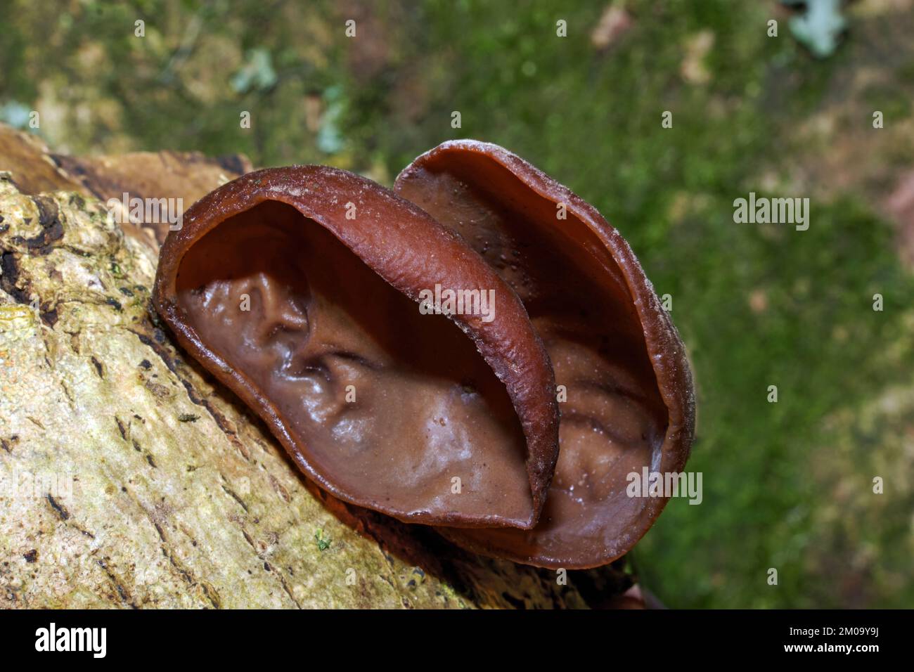 The fungus Auricularia auricula-judae (jelly ear), which mainly grows on elder, is widespread throughout Europe. Stock Photo