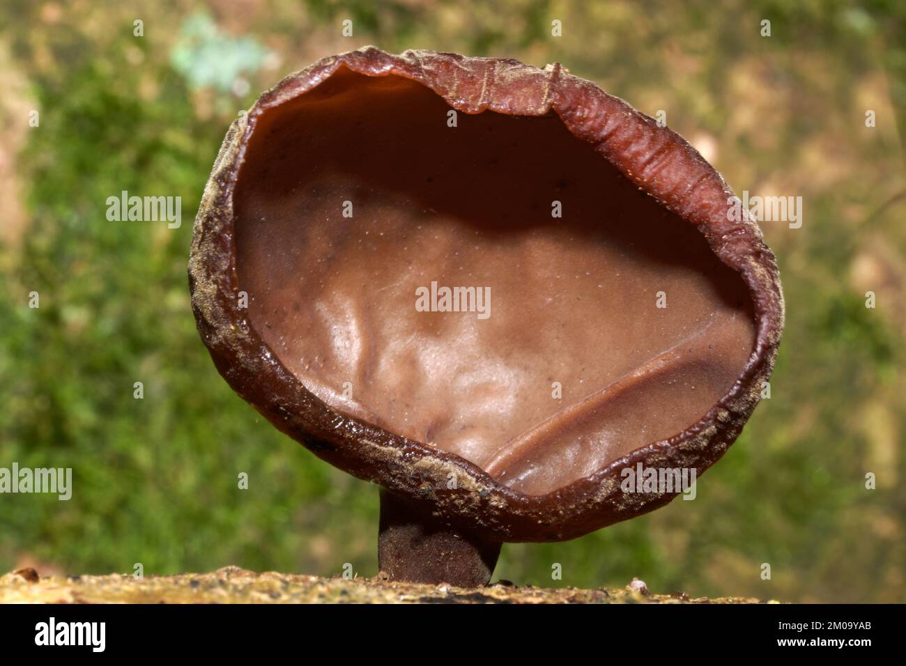 The fungus Auricularia auricula-judae (jelly ear), which mainly grows on elder, is widespread throughout Europe. Stock Photo